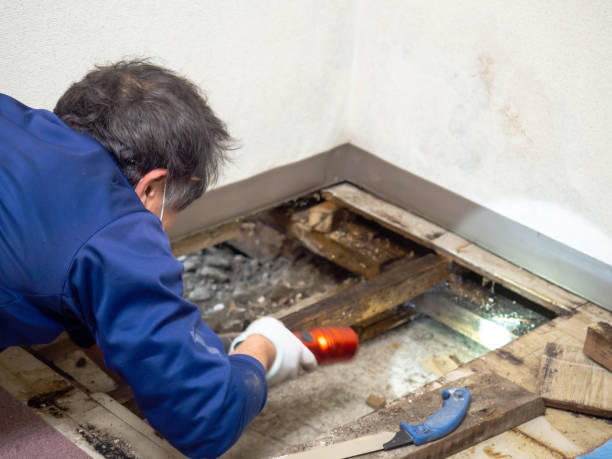 Best Mold Inspection  in Laureldale, PA