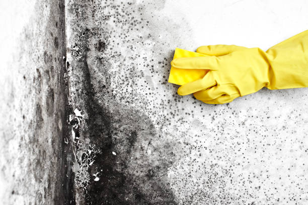 Best Certified Mold Removal  in Laureldale, PA