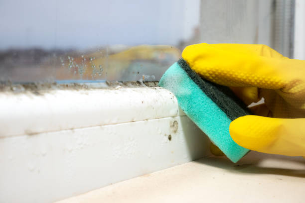 Best Office Mold Removal Services  in Laureldale, PA