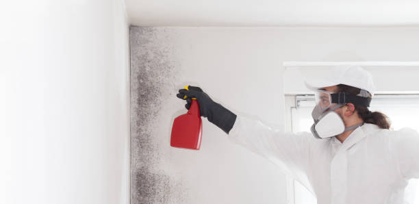 Best Professional Mold Removal  in Laureldale, PA