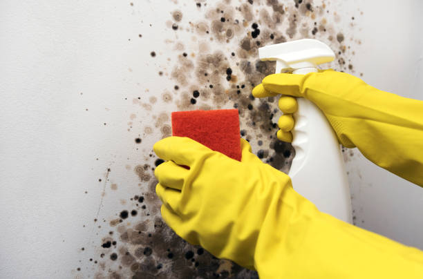 Best Commercial Mold Removal  in Laureldale, PA