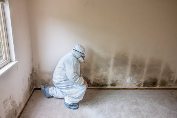 Crawl Space Mold Removal in Laureldale, PA