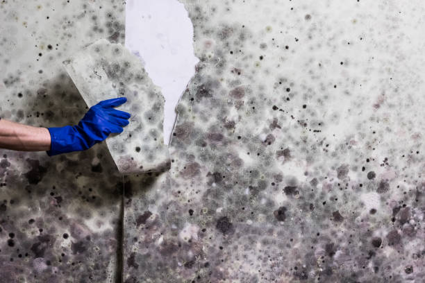 Best Attic Mold Removal  in Laureldale, PA