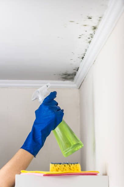 Best Certified Mold Removal  in Laureldale, PA