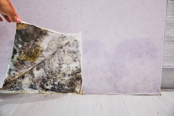 Best Mold Testing  in Laureldale, PA